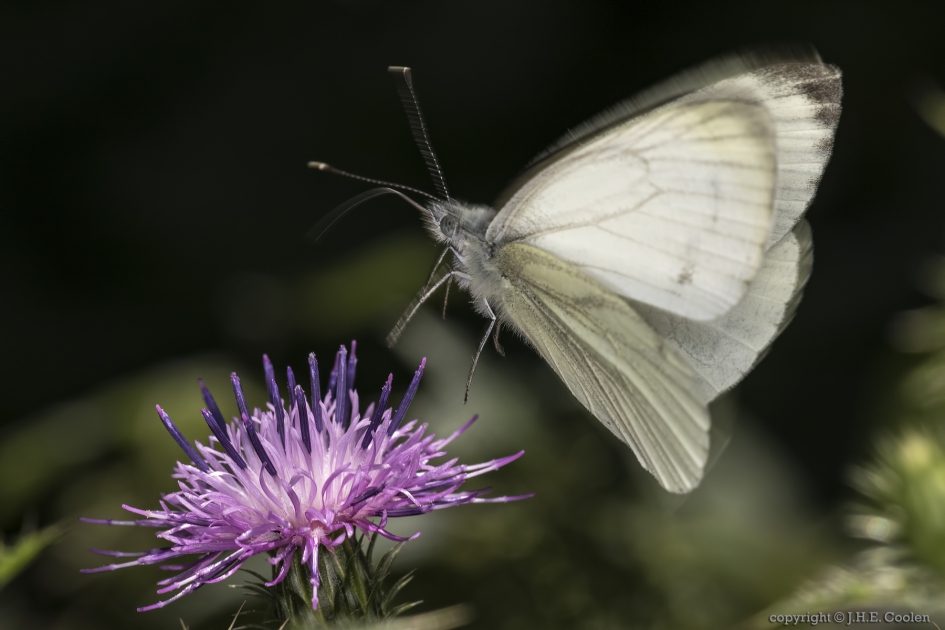 De afzet van een.... - Geleedpotigen - Klein geaderd witje
