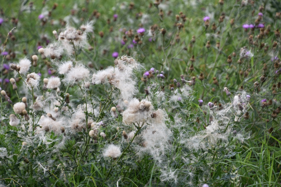 De bermen zijn nu erg pluizerig - Planten - 