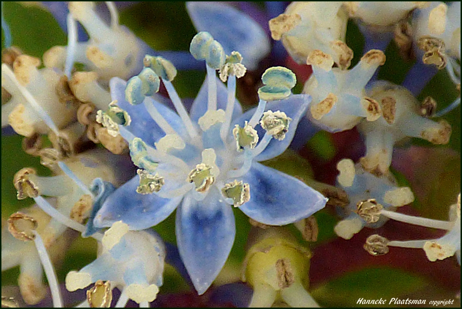 De binnenste kleine bloempjes van een hortensia - Planten - Hortensia