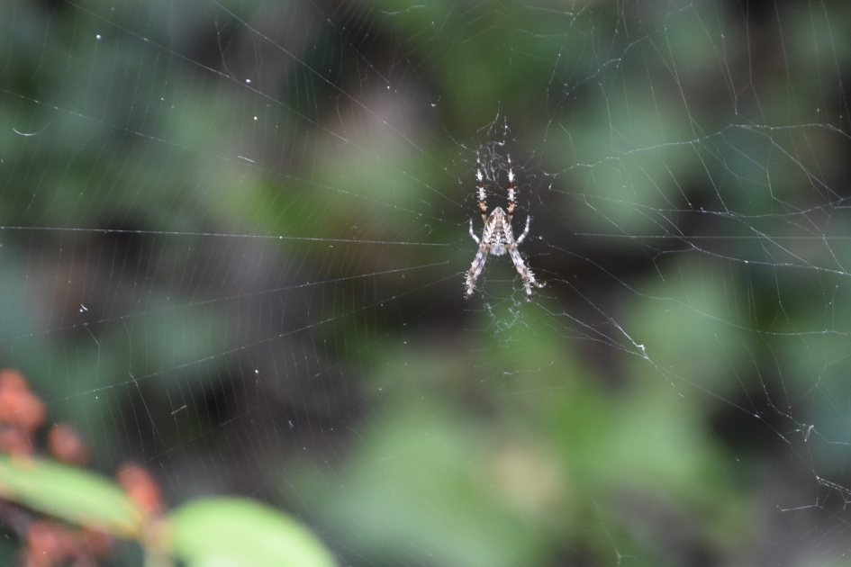 De eerste spin dit jaar - Geleedpotigen - 