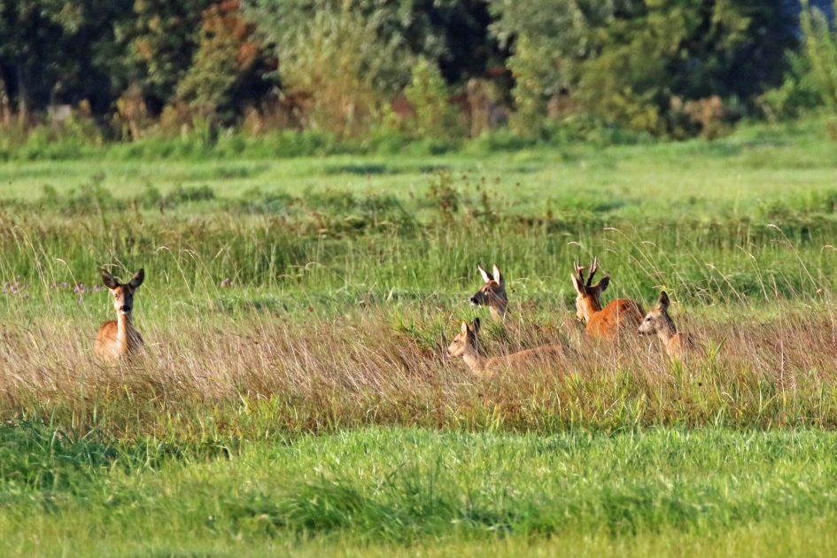 De familie Ree - Zoogdieren - 