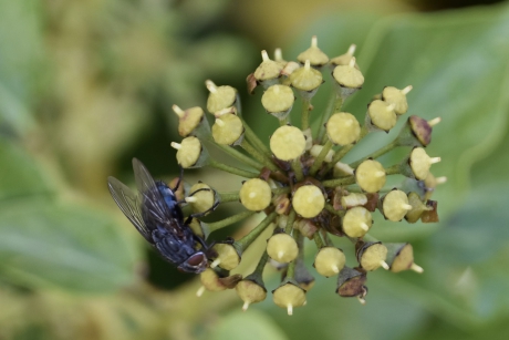 De hedera knoppen werden druk bezocht