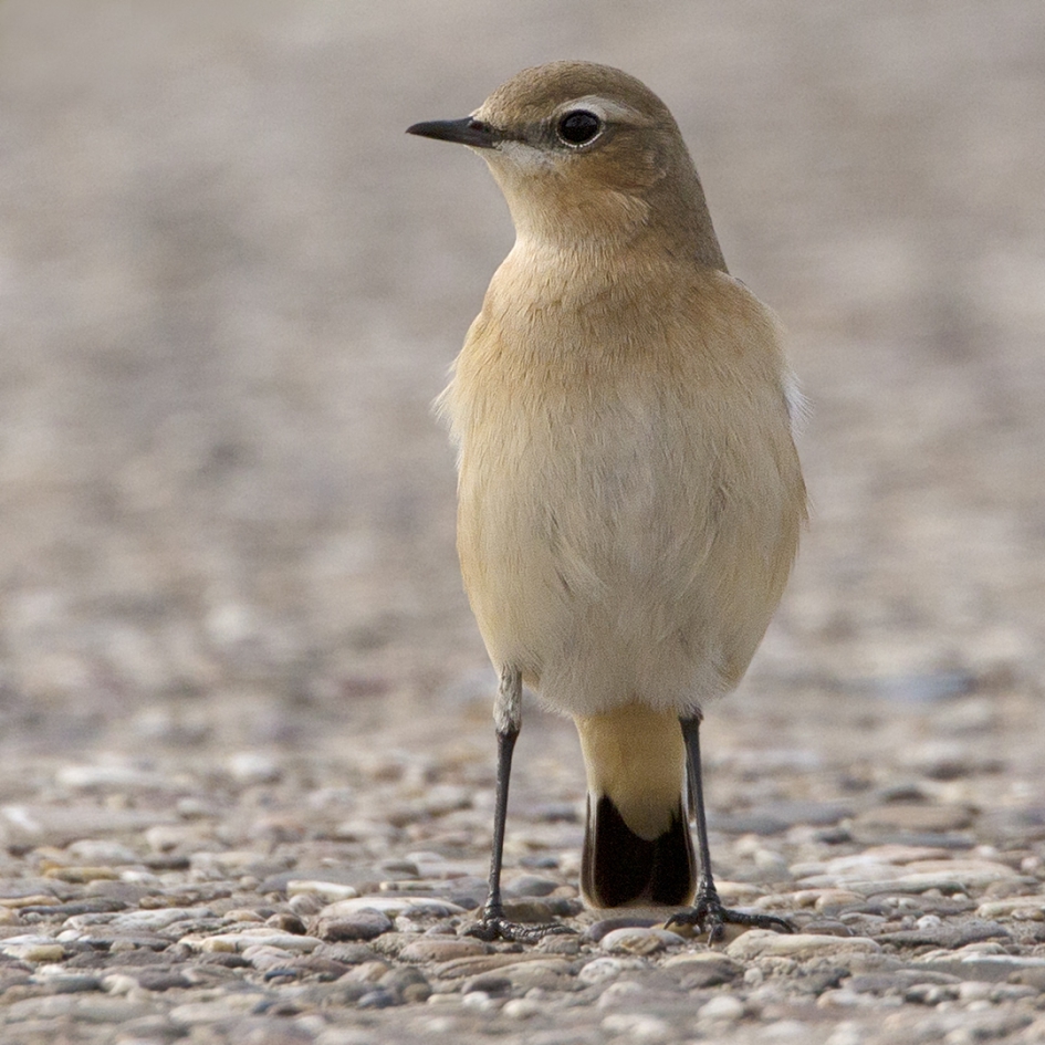De Heidehipper - Vogels - Tapuit