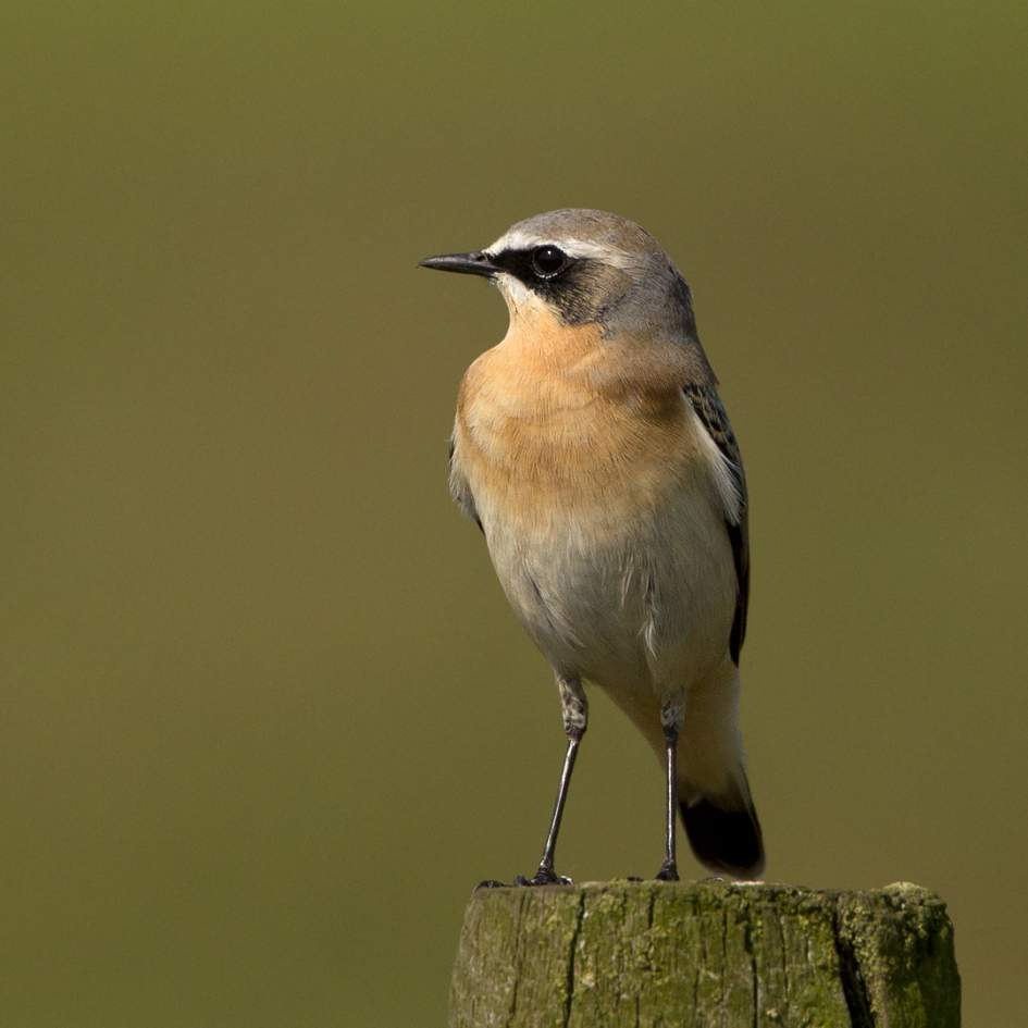 De Heidehipper II - Vogels - Tapuit