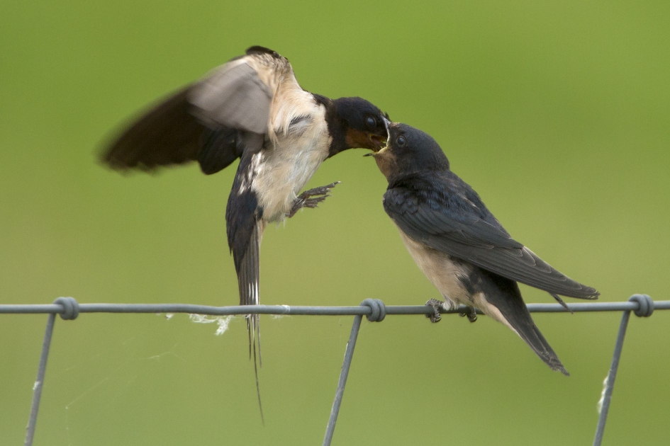 'De jongskes ...' - Vogels - Boerenzwaluw