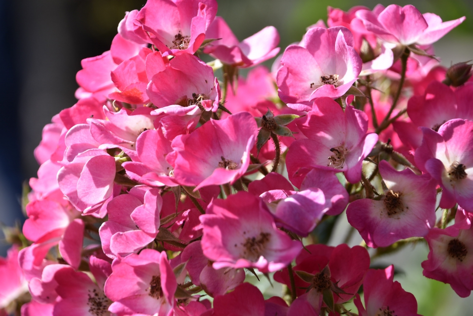 De laatste roosjes - Planten - 