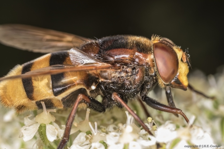 De stadsreus of Hoornaarzweefvlieg (Volucella zonaria)