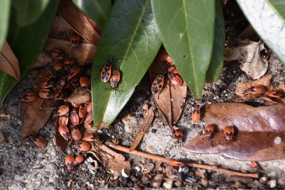 De stoep zat helemaal vol - Geleedpotigen - 