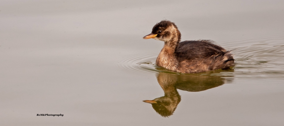 Dodaars. - Vogels - Dodaars.