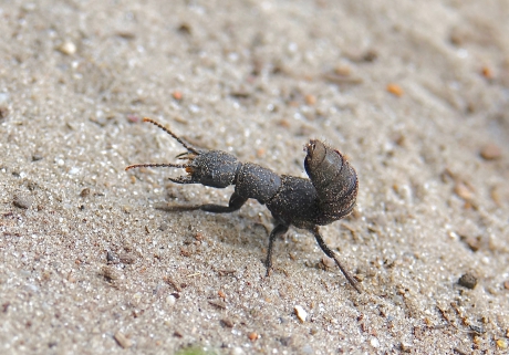 Dreigende Stinkende Kortschildkever
