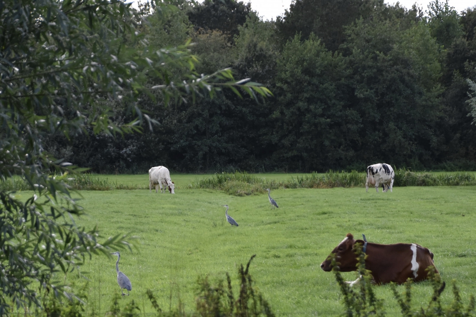 Drie blauwe reigers... - Vogels - 