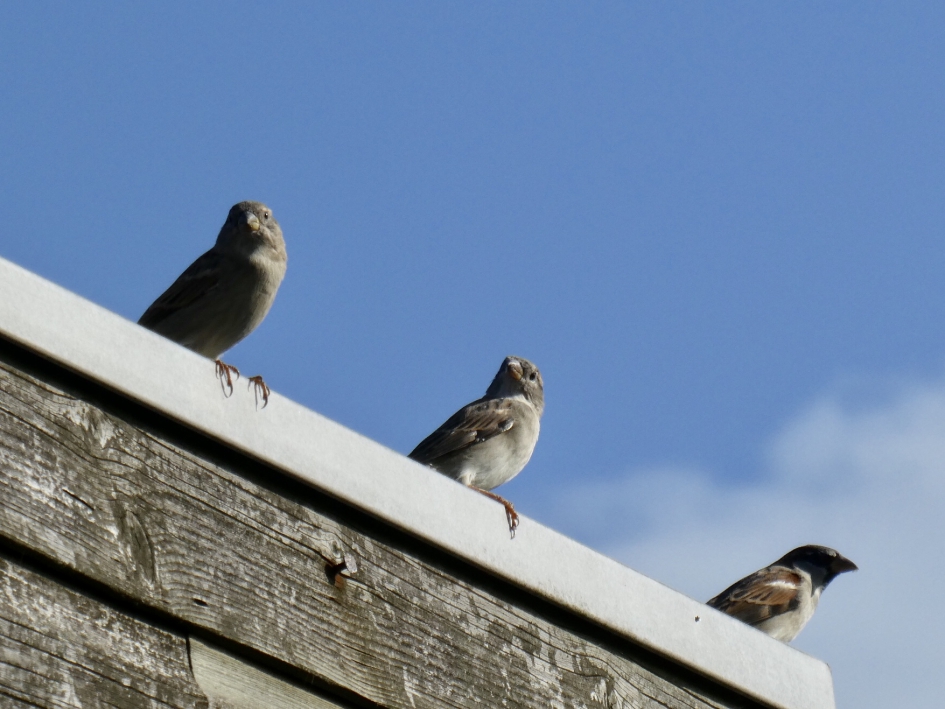 Drie op een rij - Vogels - 