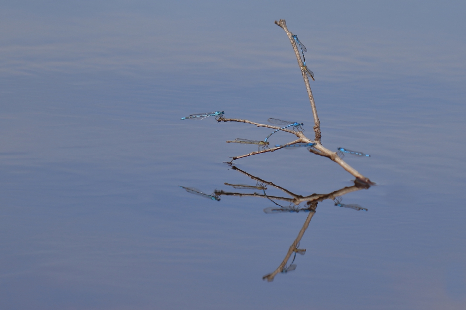 drukte - Geleedpotigen - watersnuffel
