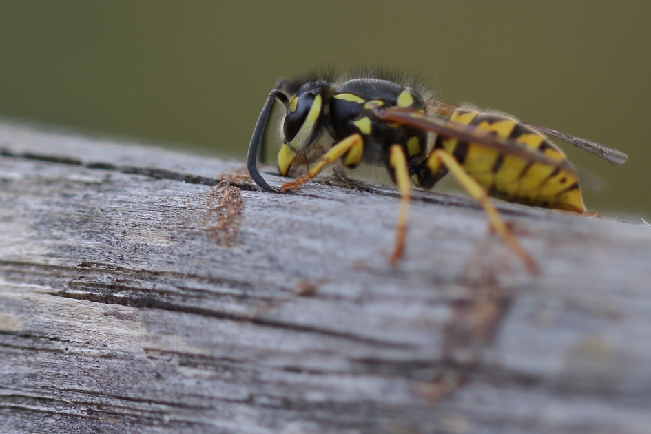 Duitse wesp - Geleedpotigen - Duitse wesp