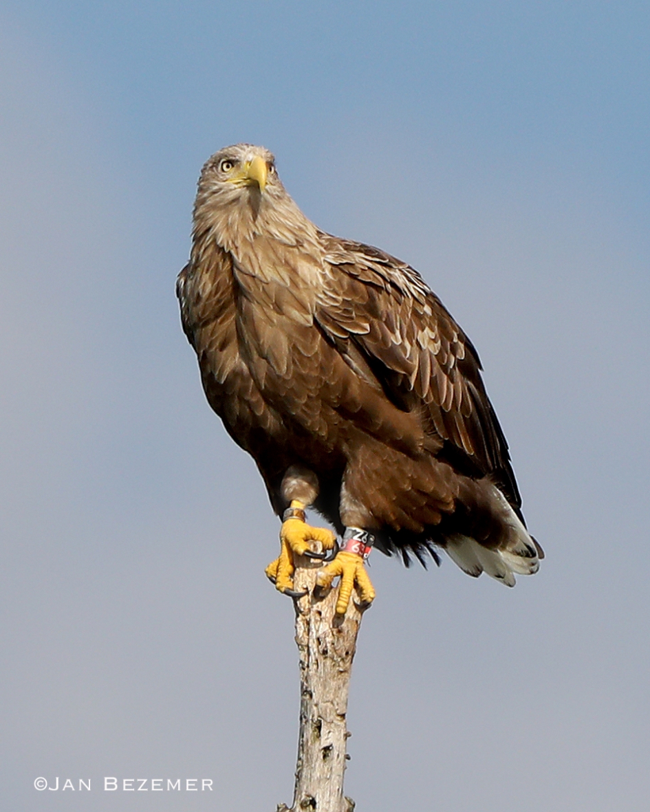 Duitser Z663 - zeearend man van IJsseldelta - Vogels - Zeearend