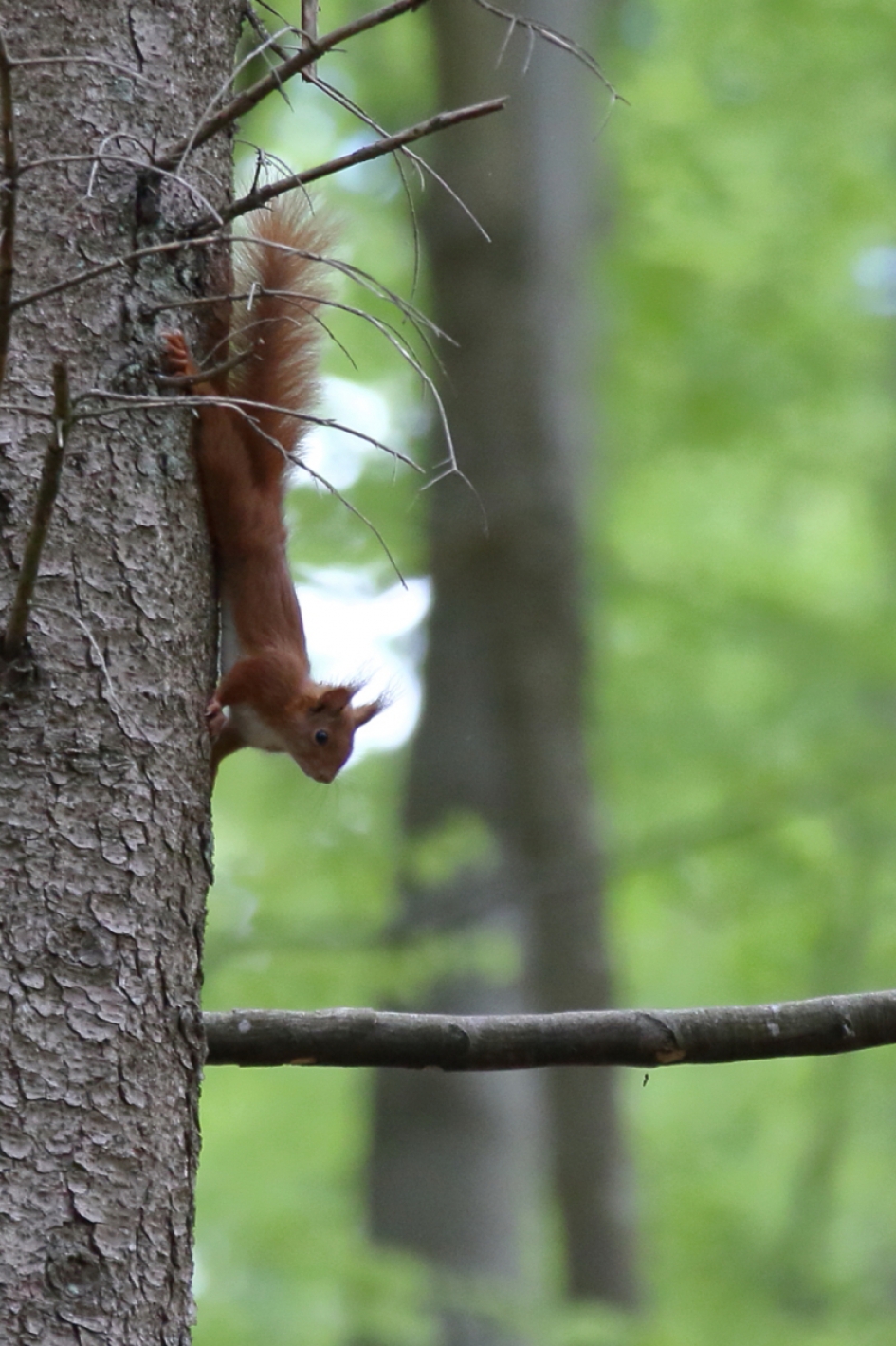eekhoorn - Zoogdieren - eekhoorn