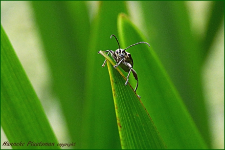 Een piepklein beestje in het riet keek mij aan