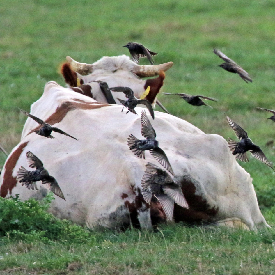 Een spreeuwkoe - Vogels - 