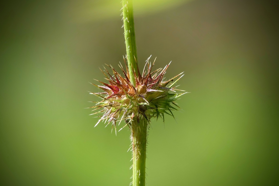 Eenvoud - Planten - Gewone hennepnetel