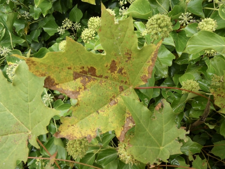 Eerste sporen van de herfst