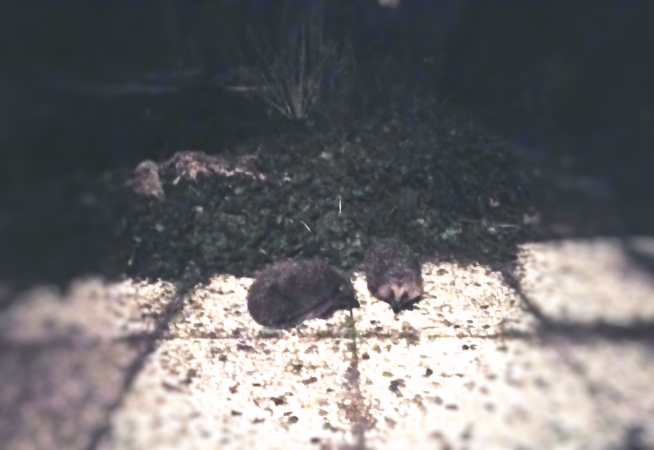 Egels in de tuin - Zoogdieren - Egel