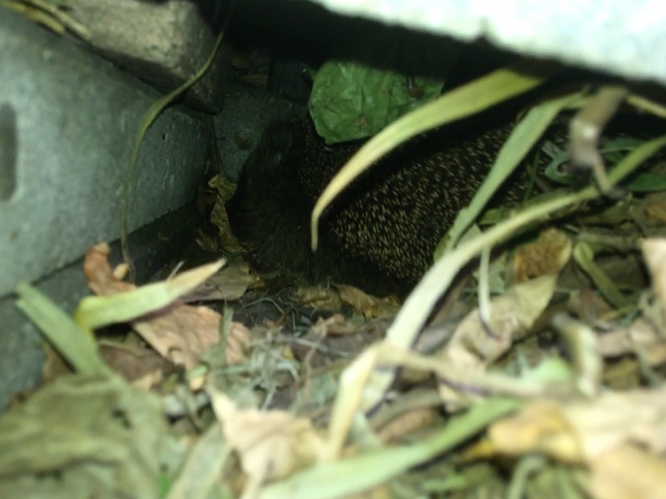Egeltje bij insectenhotel. - Zoogdieren - Egel