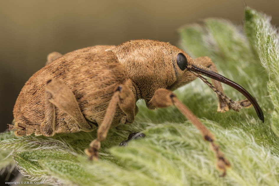 Eikelboordersnuitkever (Curculio glandium) - Geleedpotigen - Eikelboordersnuitkever