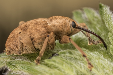 Eikelboordersnuitkever (Curculio glandium)