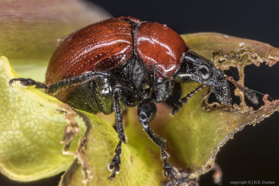 Eikenbladroller (Attelabus nintens) - Geleedpotigen - Eikenbladroller