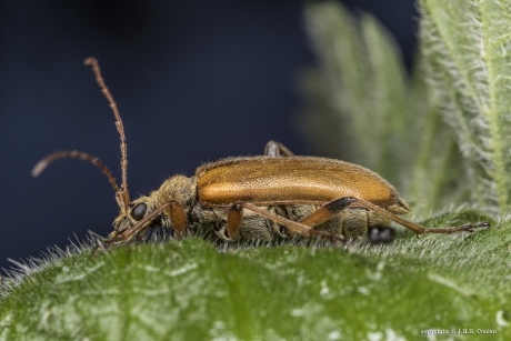 Eikenbloesemboktor (Cortodera humeralis)
