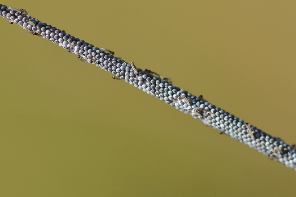 eitjes en rupsjes van de huismoeder - Geleedpotigen - huismoeder