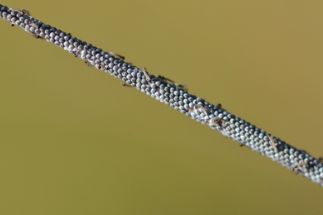 eitjes en rupsjes van de huismoeder