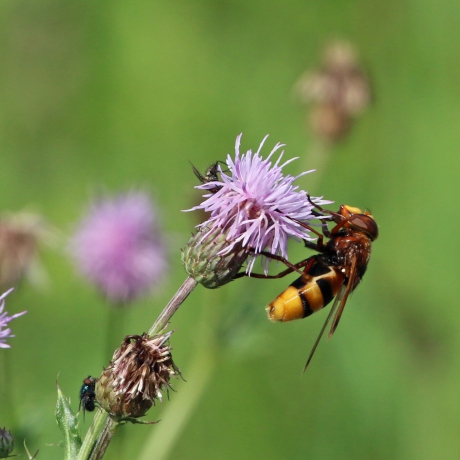 Er is genoeg voor iedereen