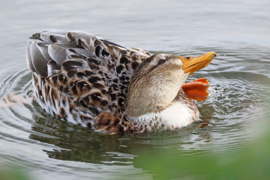 Even krabben - Vogels - 