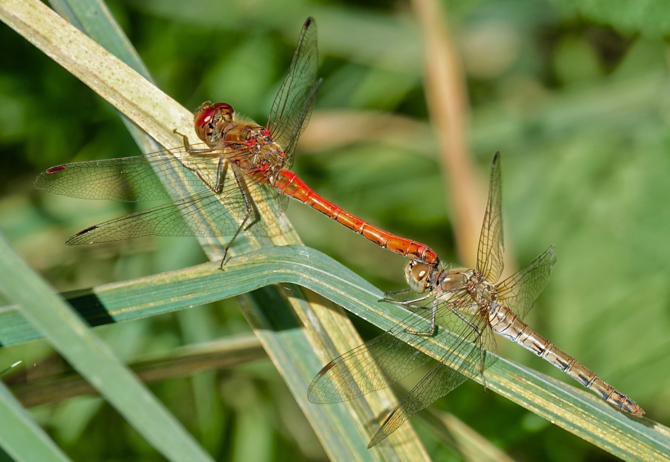 Even rustend tijdens het eieren afzetten - Geleedpotigen - Heidelibel