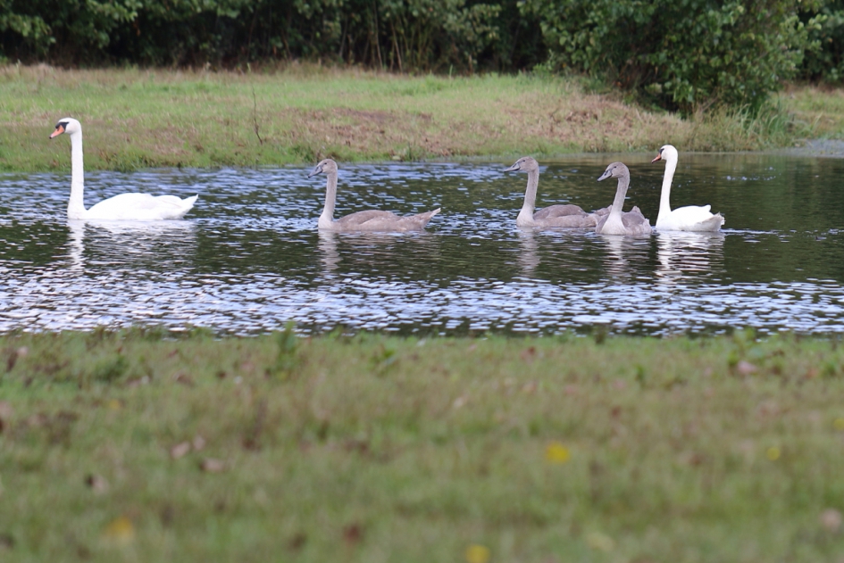 familie-uitje - Vogels - knobbelzwaan