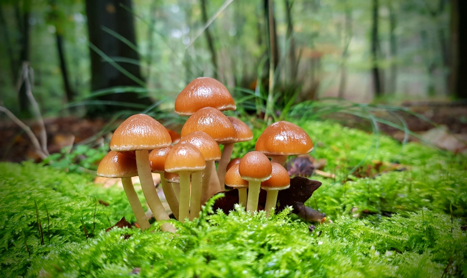 FC zwavelkop - Schimmels - Zwavelkopje