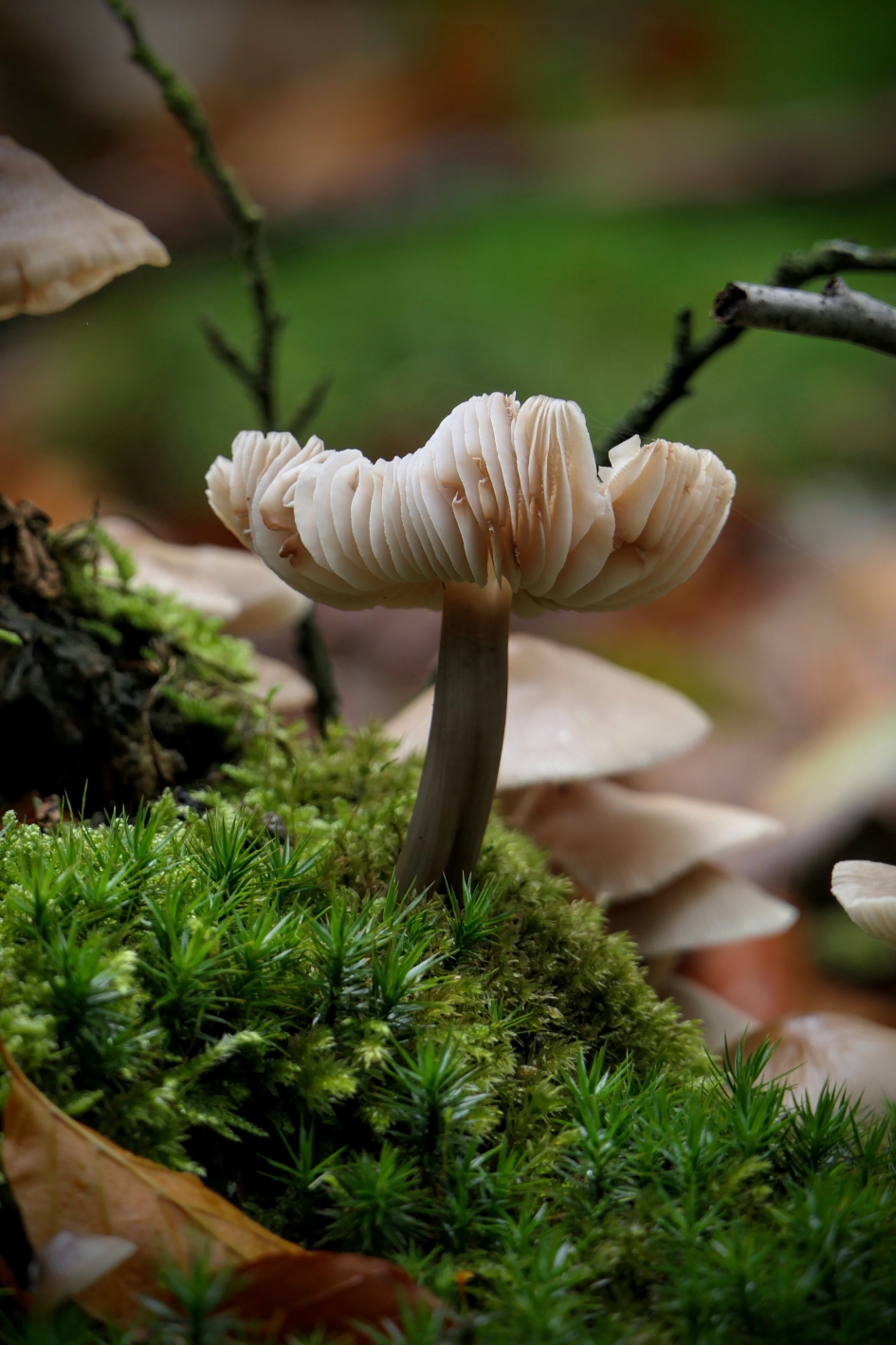 "Fier" - Schimmels - Helmmycena