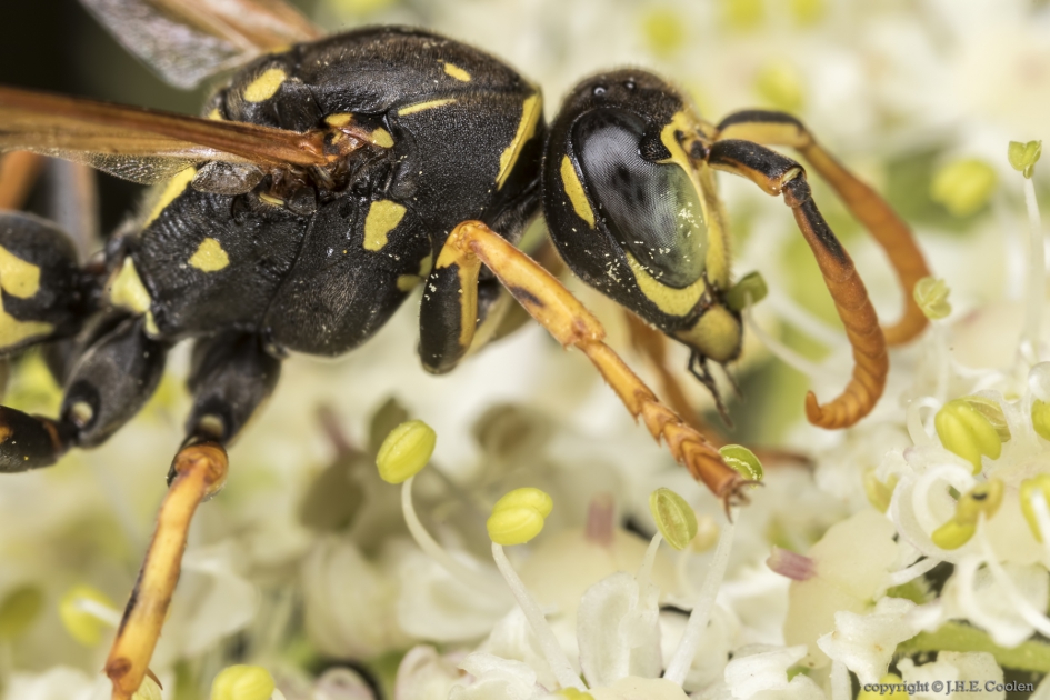 Franse veldwesp (Polistes dominula) - Geleedpotigen - Franse veldwesp