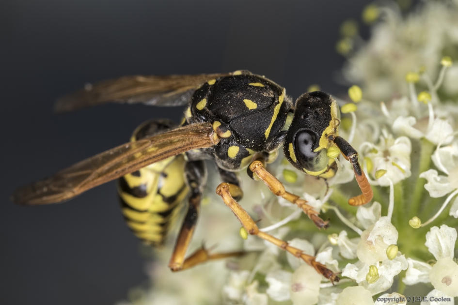 Franse veldwesp (Polistes dominula) - Geleedpotigen - Franse veldwesp