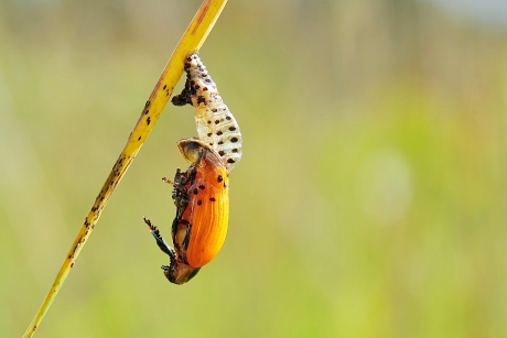 Geboorte van een Populierenhaan 1/3