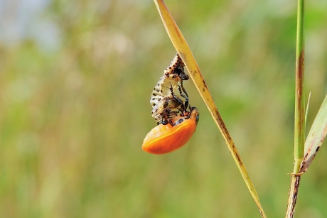 Geboorte van een Populierenhaan 2/3