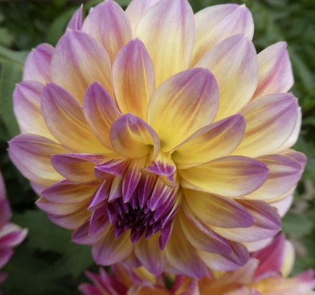 Geel/roze dahlia