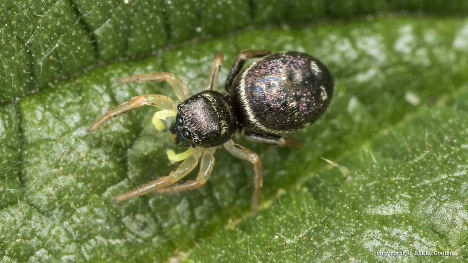 Gehaakte blinker (Heliophanus cupreus) - Geleedpotigen - Gehaakte blinker