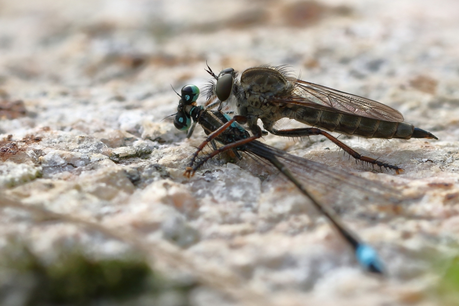 gekleurde prooi - Geleedpotigen - gewone roofvlieg