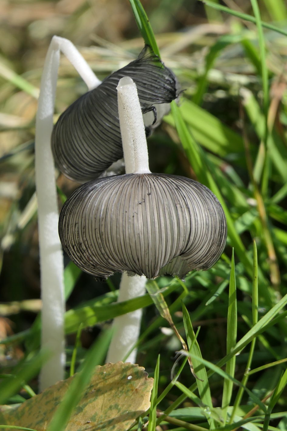 Geknakt.....en toch nog mooi. - Schimmels - Hazenpootje