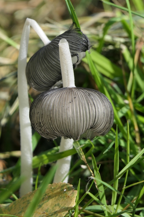 Geknakt.....en toch nog mooi.