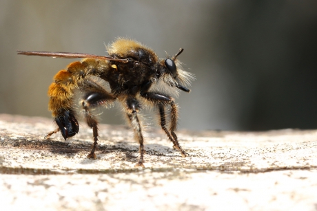 gele hommelroofvlieg -m-