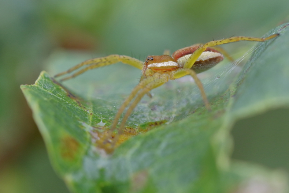 gerande oeverspin - Geleedpotigen - gerande oeverspin