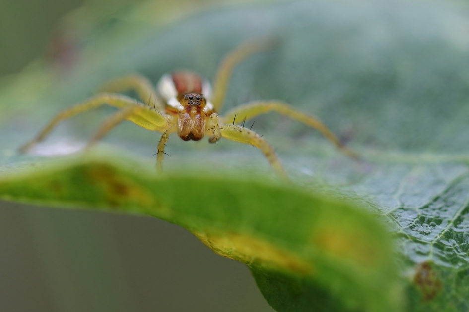 gerande oeverspin - Geleedpotigen - gerande oeverspin